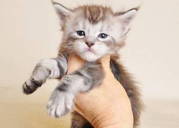 Sliczny kocurek z Rodowodem WCF/PZF - Legalna hodowla