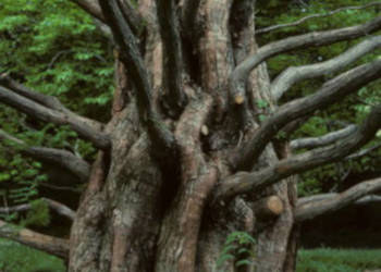 METASEKWOJA CHIŃSKA - sadzonki w doniczkach