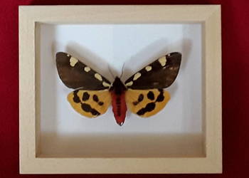 Motyl w ramce 12x10 cm Pericallia matronula 77 mm.