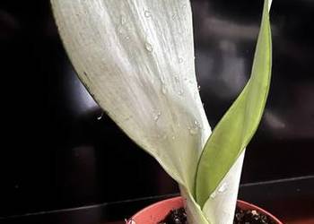 Sansewieria Moonshine