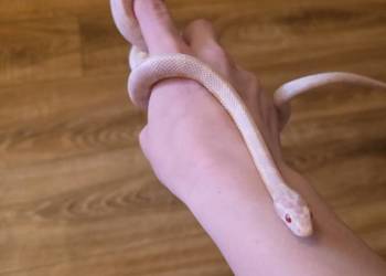 Wąż zbożowy odmiana snow