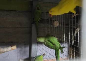 Aleksandretty lęgowe Aleksandretty lęgowe