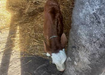 Sprzedam jałóweczke