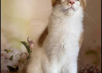 Kocurek Maine Coon Windor Już do odbioru