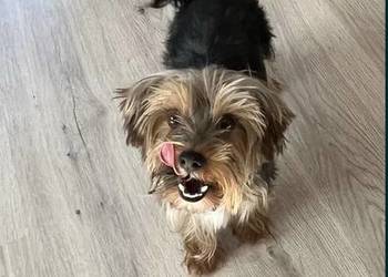 yorkshire terrier - pies