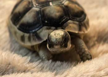 Żółw lądowy grecki