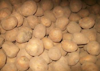 Ziemniaki drobne 30-55 baltic rose anuschka