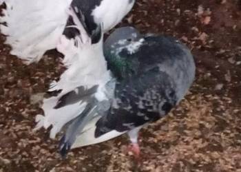 Gołebie pawie pawiki