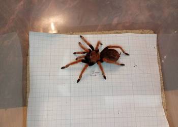 ptasznik Brachypelma Boehmei 4DC samiec