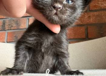 Maine Coon - Olimpia