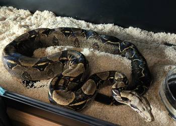 Boa constrictor | samica