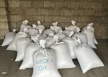 Sprzedam pszenicę ozimą rok po centrali odmiana euforia