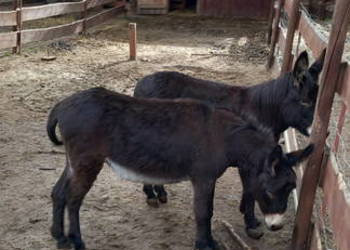 sprzedam osły 3 sztuki