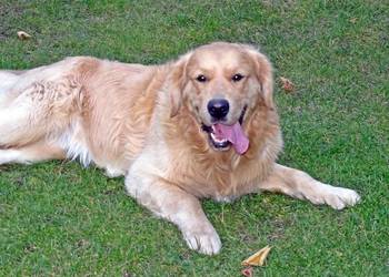 Golden retriever 18 miesięczny