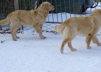 Golden retriever 8 miesięczne