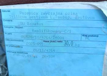 Pszenica banatus
