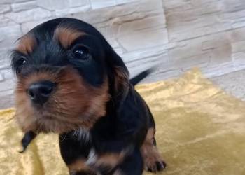 Śliczne Szczenięta Cocker Spaniel Angielski