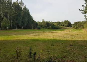 Działka na skraju Puszczy Białowieskiej. Zobacz