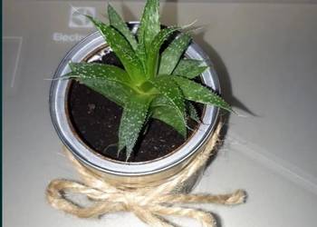 Aloes, na prezent