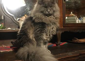 Kocięta Maine Coon wielkie koty