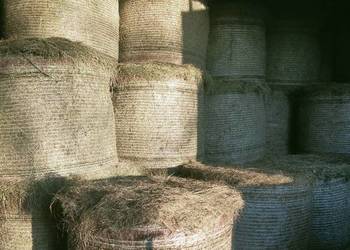 Siano. Bele siana bele słomy