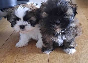 Sliczny piesek shih-tzu