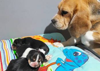 Beagle szczeniaki ZKwP (FCI) elitarne pochodzenie
