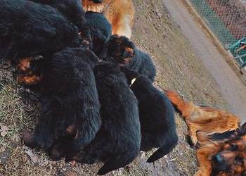 Owczarek niemiecki długowłosy