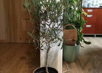 Oliwka europejska, drzewko oliwne