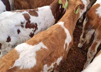 Sprzedam byczki mięsne