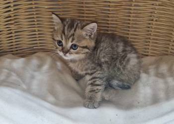 Kocurek Brytyjski złocisty pręgowany