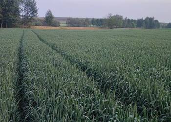 Pszenica jara TYBALT