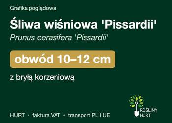 Śliwa wiśniowa 'Pissardii' obwód 10-12 cm, z bryłą – HURT