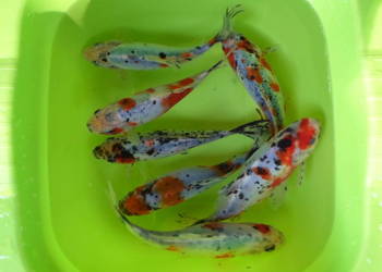 ORFA, KARAŚ, KARP, AMUR, TOŁPYGA, JESIOTR, KARAŚ KOLOR,KOI