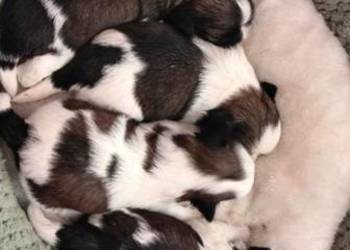Szczenięta Shih - Tzu