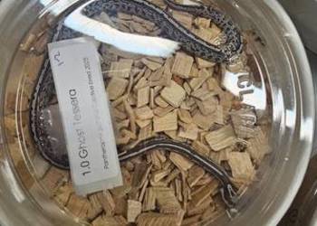 Waz zbozowy odmiany kolorystyczne mlode