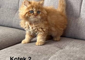 Rudo-biszkoptowy kotek perski