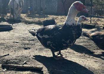 Sprzedam kaczora francuskiego lub zamienię