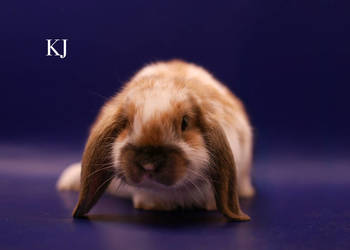 Króliki miniaturki