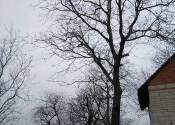 Orzech Włoski 170 cm obwodu