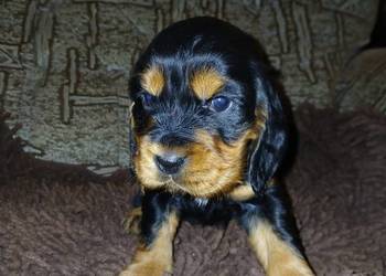 Śliczne Szczenięta Cocker Spaniel Angielski