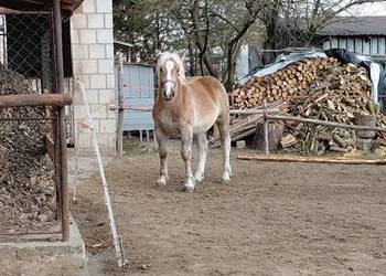 Źrebica zimnokrwista z księgą wstępną