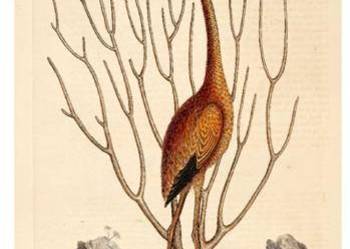 FLAMINGI - ZWIERZĘTA reprint XIX w.grafik do wystroju