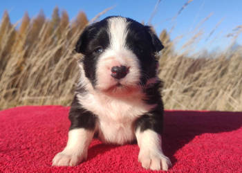 Rasowa suczka BORDER COLLIE z Hodowli - pełną dok.