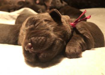 Labrador Czekoladowy suczka