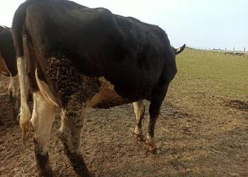 Jałówka wysokocielna