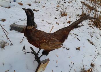 bazant lowny vintage prl wypchany