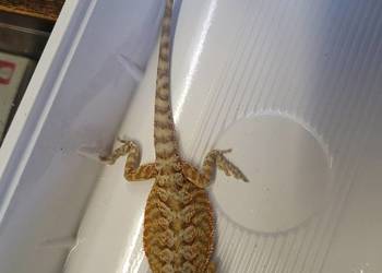 Agama Brodata Red  - Sklep Zoologiczny
