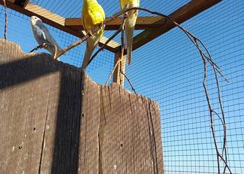 Sprzedam papugi kolorowe