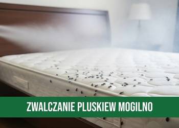 Zwalczanie Pluskiew Mogilno - Odpluskwianie, Dezynsekcja